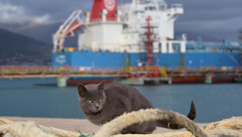 Кошка, корабль, сидеть, море