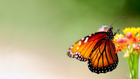 Бабочка, крылья, узоры, яркие, насекомые