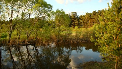Деревья, водохранилище, сосна, дерево, отражение, деревня