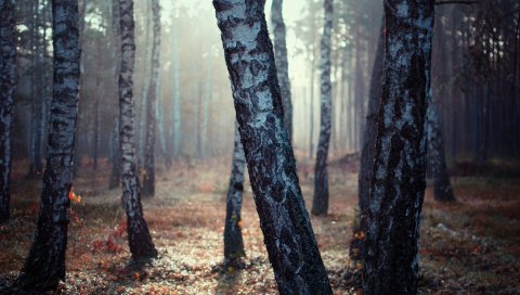 Березы, утро, тени, прохладно