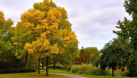 Осень, деревья, парк, проспект, путь, октябрь, небо, хмурый