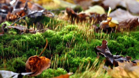Листья, мхи, ростки, весна, макро