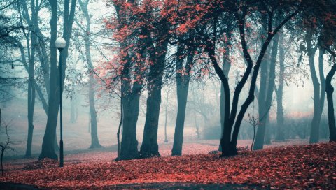 Деревья, туловище, листья, туман, лампа