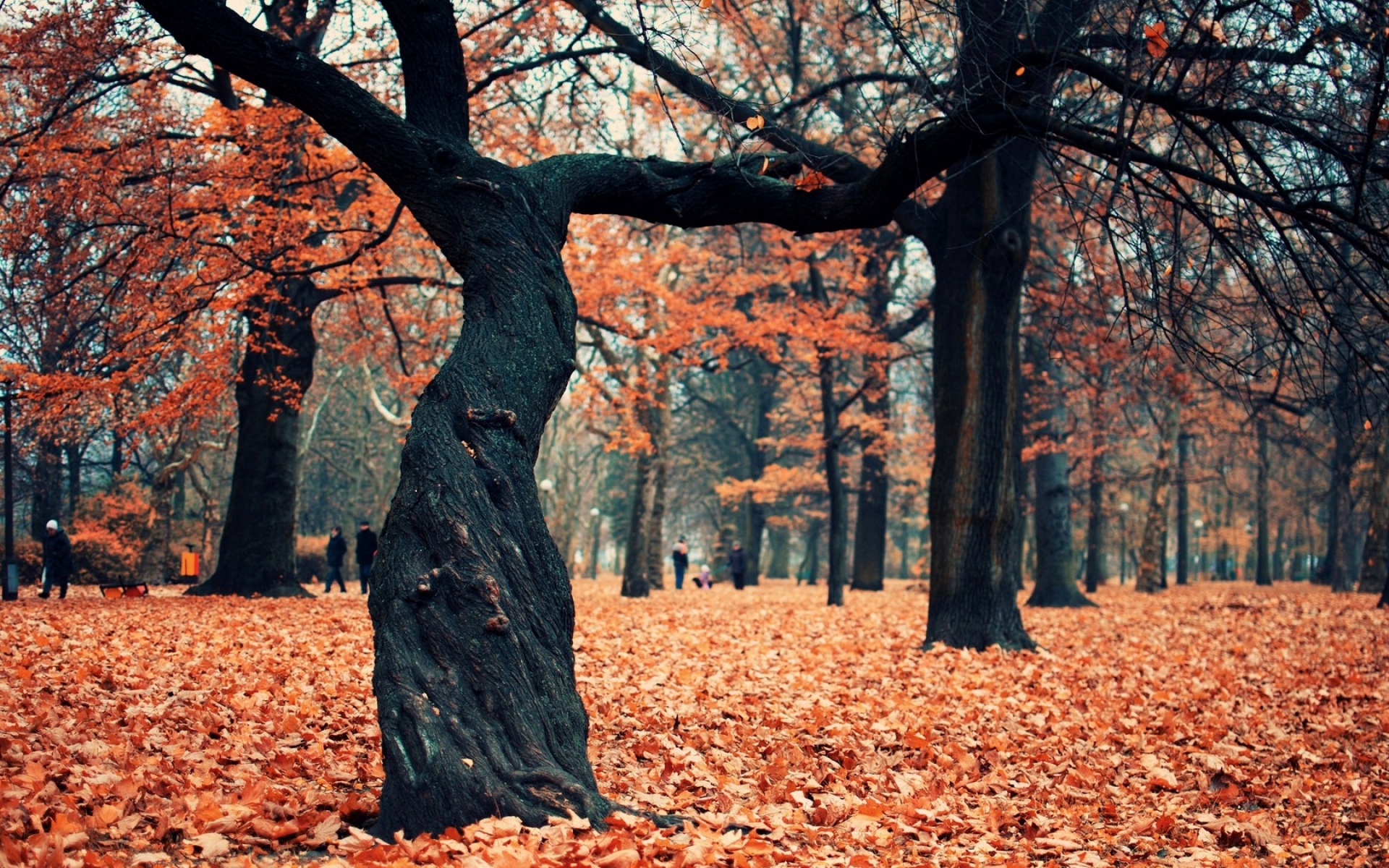 Картинки Деревья, туловище, скручивание, листья, осень, октябрь фото и обои на рабочий стол