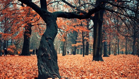 Деревья, туловище, скручивание, листья, осень, октябрь