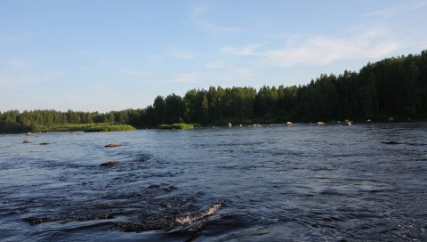 Карелия, река, берег, лес, деревья, текущий