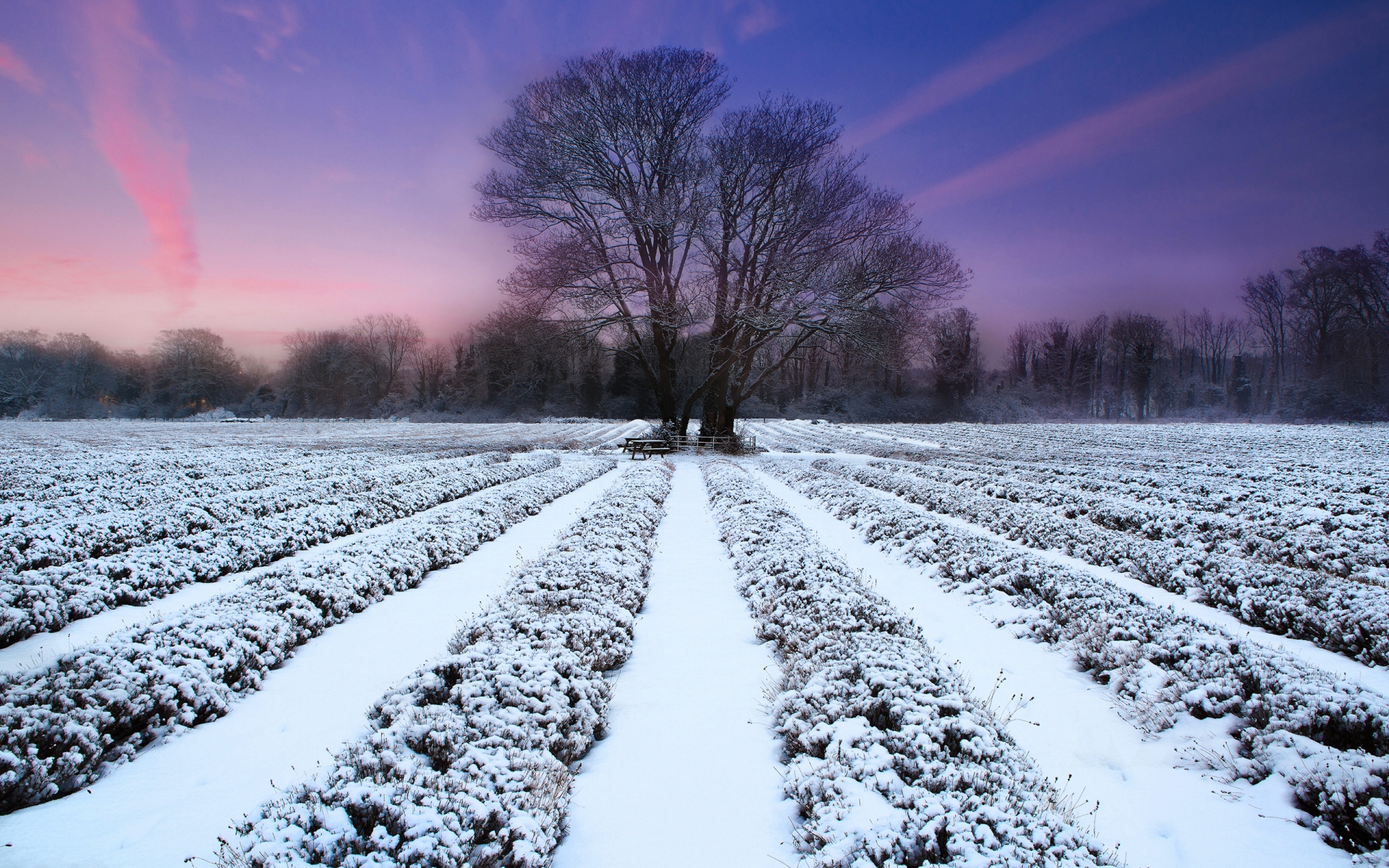 Картинки Зима, поле, звания, снег, дерево, вечер, сирень фото и обои на рабочий стол