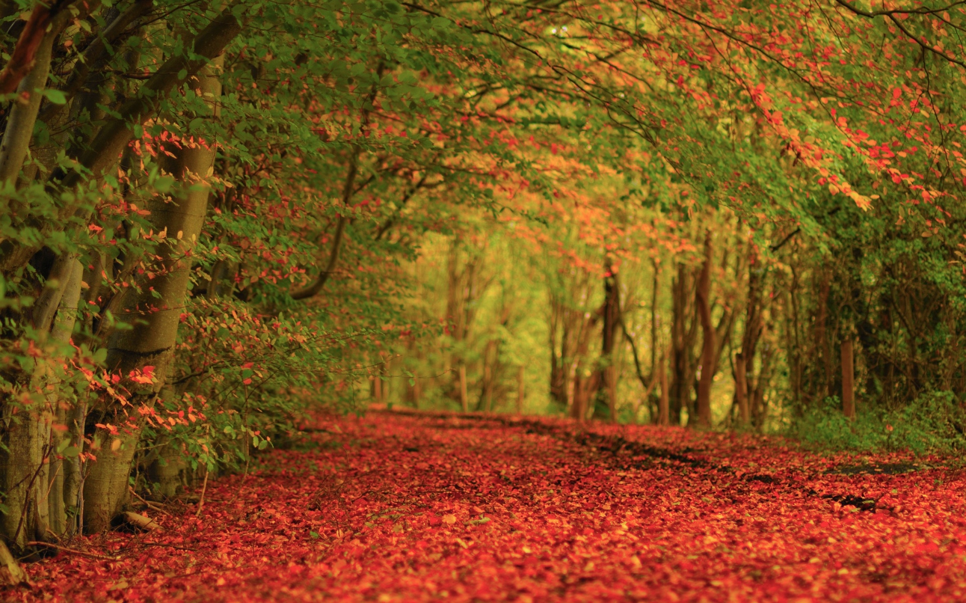 Картинки Листья, земля, осень, ковер, красный фото и обои на рабочий стол