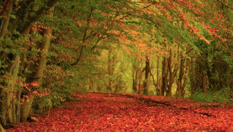 Листья, земля, осень, ковер, красный