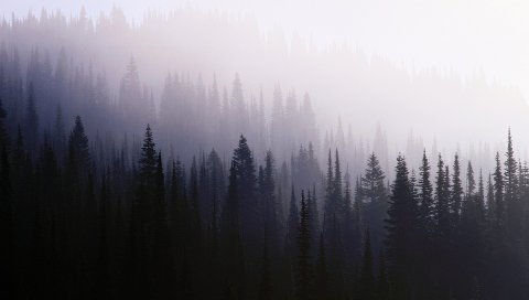 Дерево, фон, хвойные, темнота, туман, дымка