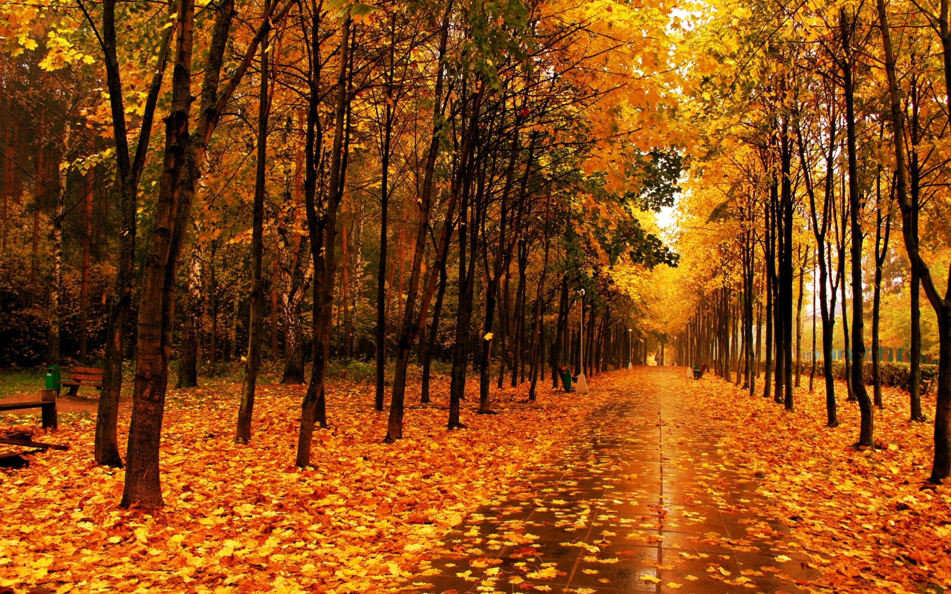Картинки Осень, парк, проспект, деревья, тропа, плитка, мокрый фото и обои на рабочий стол