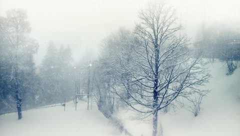 Деревья, снег, парк, зима, туман