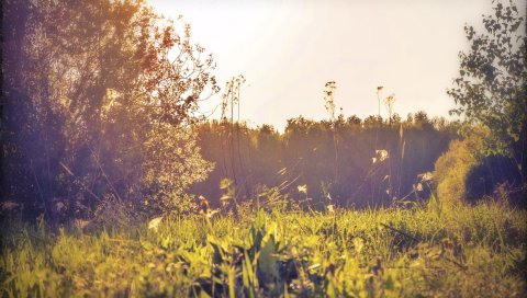 Поле, россия, травы, солнце, свет