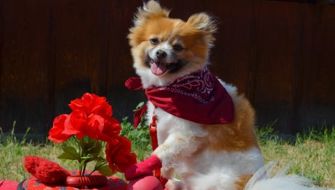 щенок, собака, цветы, шаль, высунутый язык