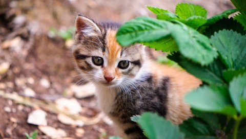 котенка, листья, взгляд