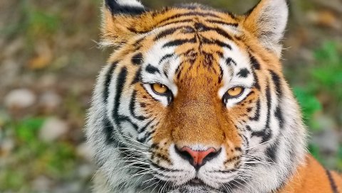тигр, лицо, глаз, агрессия, хищник