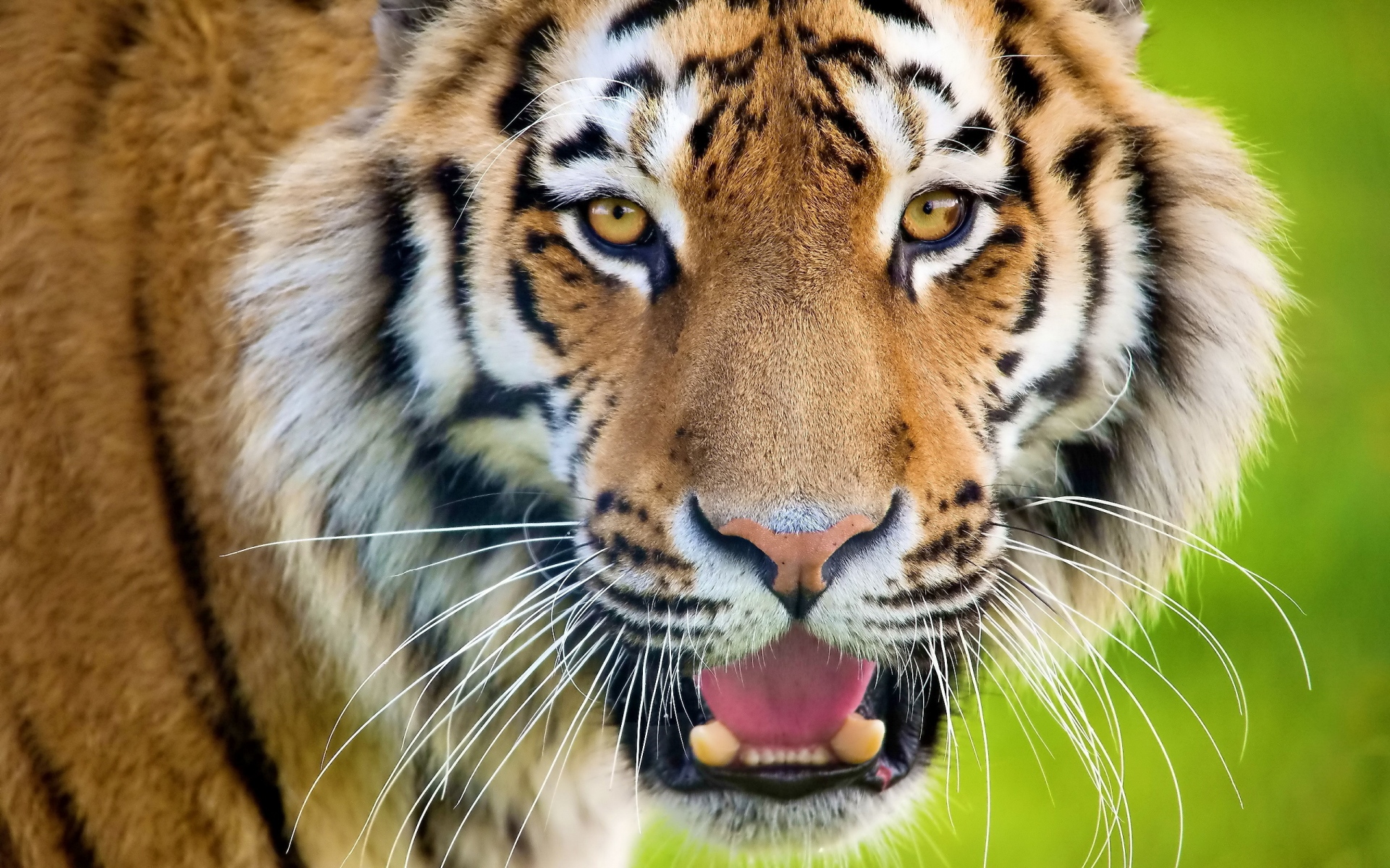 Картинки тигр, открытый рот, лицо, хищник, неожиданность фото и обои на рабочий стол