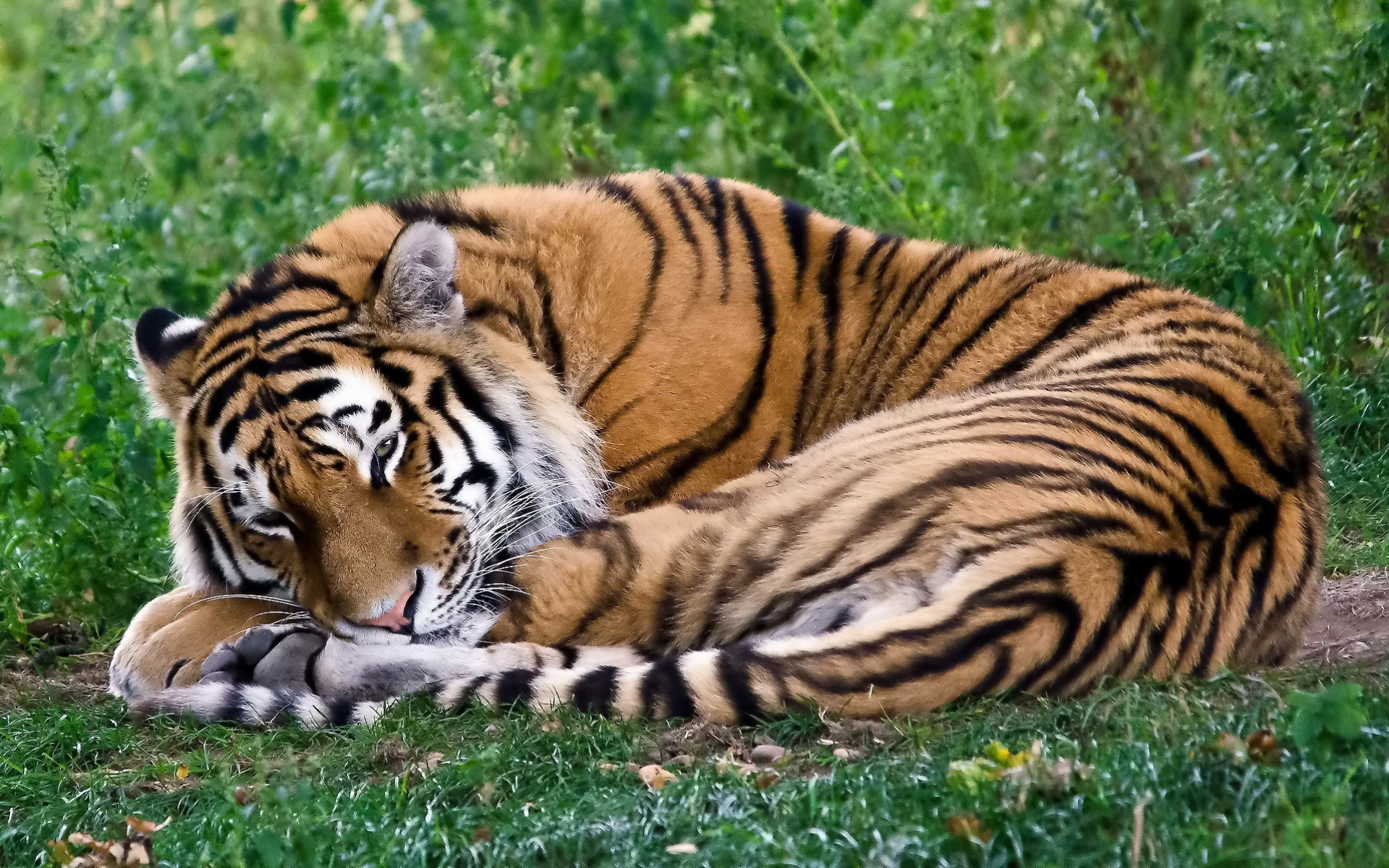 Картинки тигр, хищник, локон, сон, отдых, трава фото и обои на рабочий стол