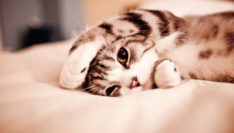 кошка, лапу, лечь, игривая