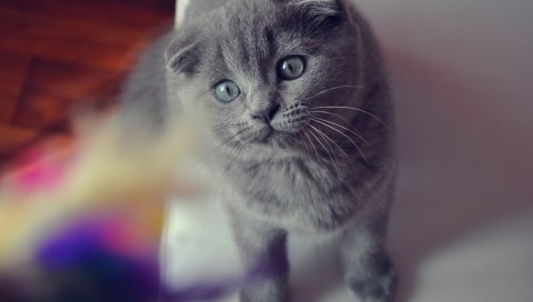 кошка, вислоухий, лицо, глаза, британцу