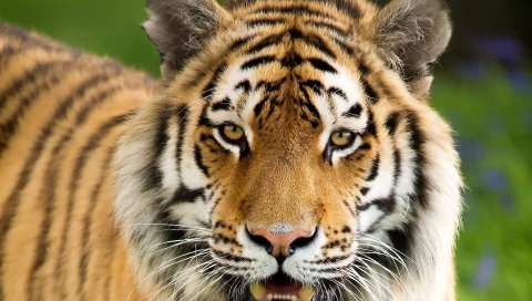 тигр, агрессия, лицо, открытый рот