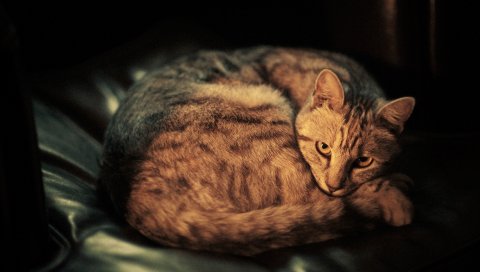кошку, лежа, тень, темный фон