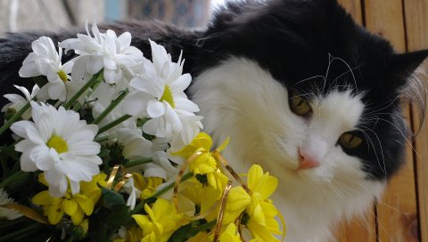 кошка, лицо, пушистые, цветы, букет