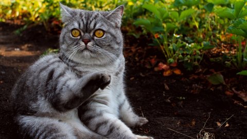 кот, трава, ложь, страх