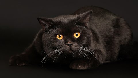 кот, лежа, страх, темный фон