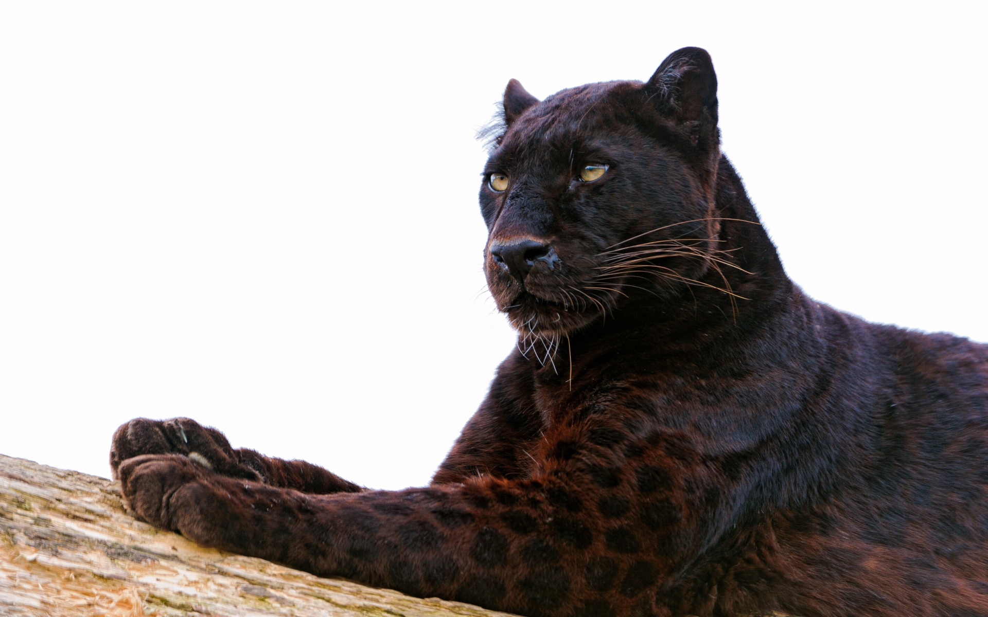 Леопард меланист