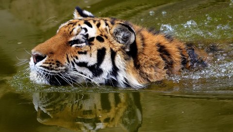 тигр, лицо, вода, плавать
