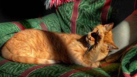 кошка, стул, солнечный свет, тень, лежат