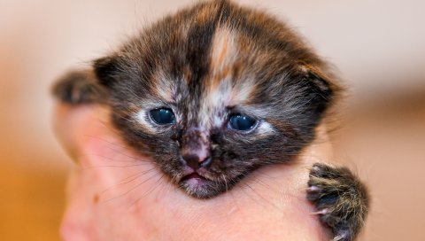 котенка, лицо, руки