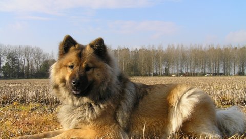evrazier, собака, пушистый, трава