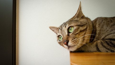 кот, вниз, лицо, уши