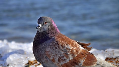 голубь, птица, снег, лед
