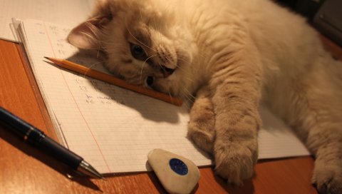 котенок, пушистый, письменный стол, вниз, ручка, ластик, бумага