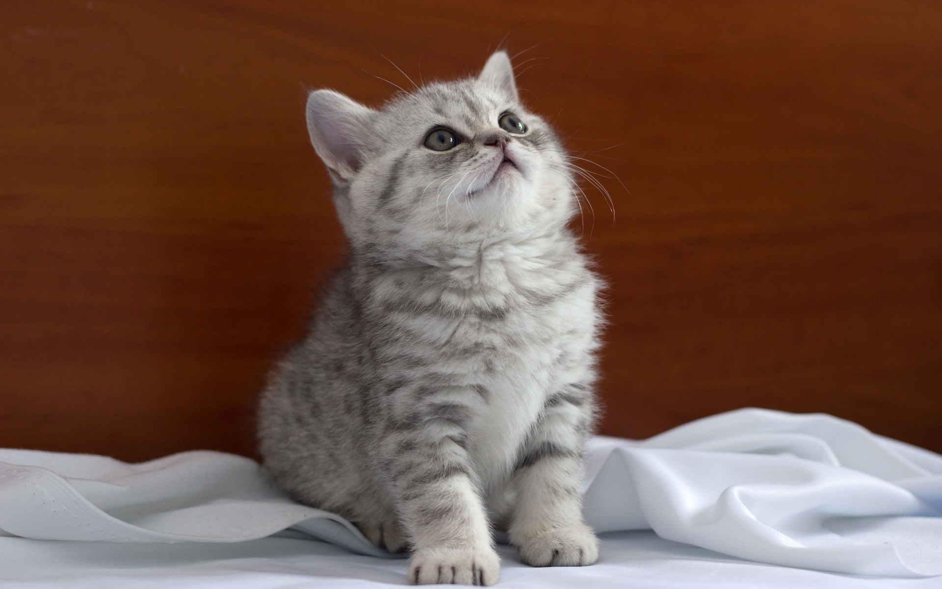 Картинки котенок, ткань, сидеть, выглядеть фото и обои на рабочий стол