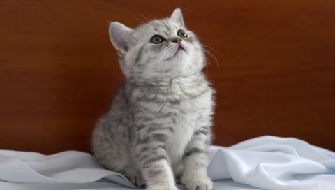 котенок, ткань, сидеть, выглядеть