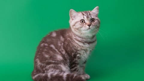 кошка, табби, сидя , фон