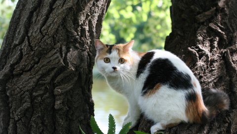 кошкой, дерево, кора, ложь, опасность
