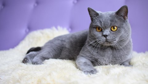 кошка, британец, ковер, лежит