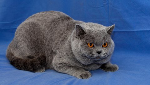кошку, британец, вниз, шерсть