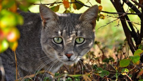 кошку, лицо, траву ,лезут