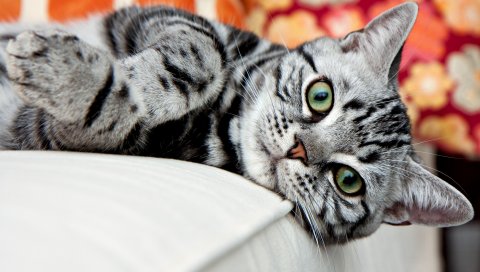 кошка, лицо, полосатый, ложь