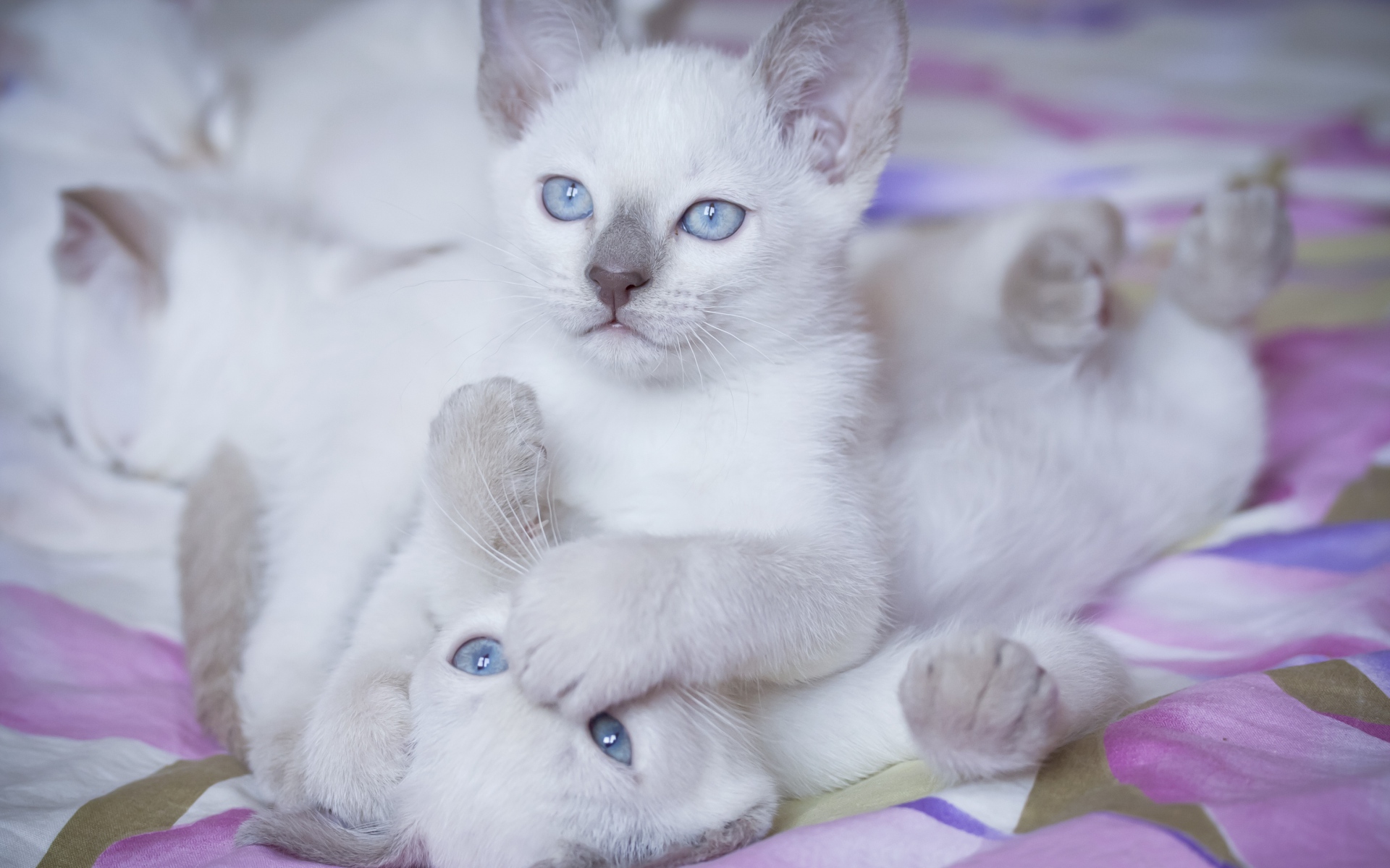 Картинки котят, яркие, цвета, игривая фото и обои на рабочий стол