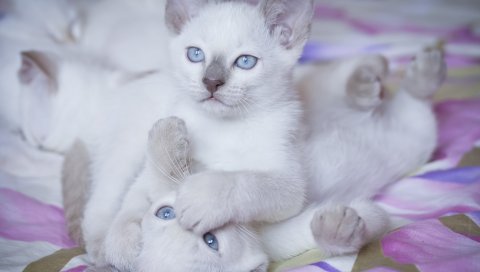 котят, яркие, цвета, игривая