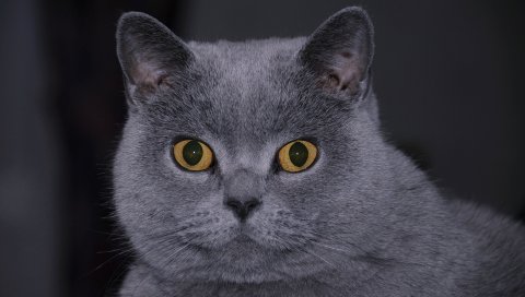 кота, лицо, волосы, глаза, удивление