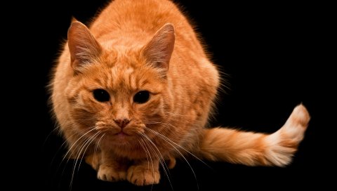 кот, глаза, полосатый, черный фон