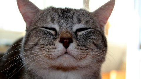 кошки, лицо, счастливый